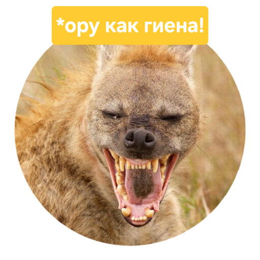 Стикеры с Comedy wildlife awards