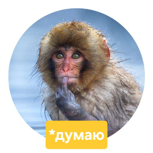 Стикеры с Comedy wildlife awards