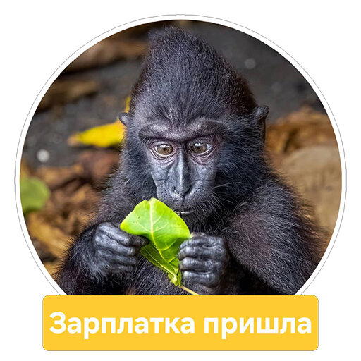 Стикеры с Comedy wildlife awards