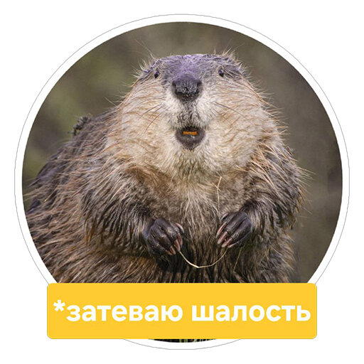 Стикеры с Comedy wildlife awards