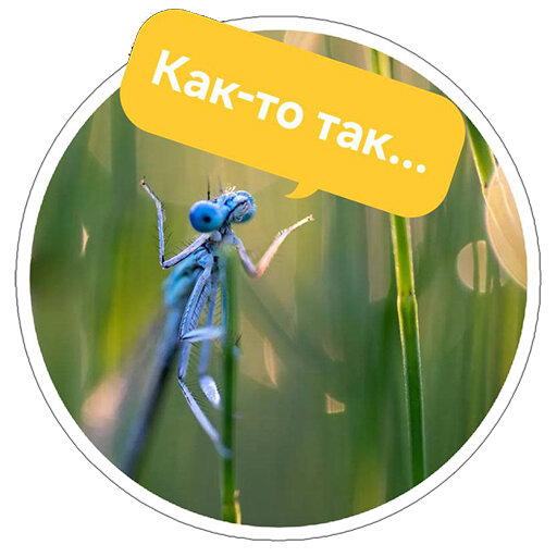 Стикеры с Comedy wildlife awards