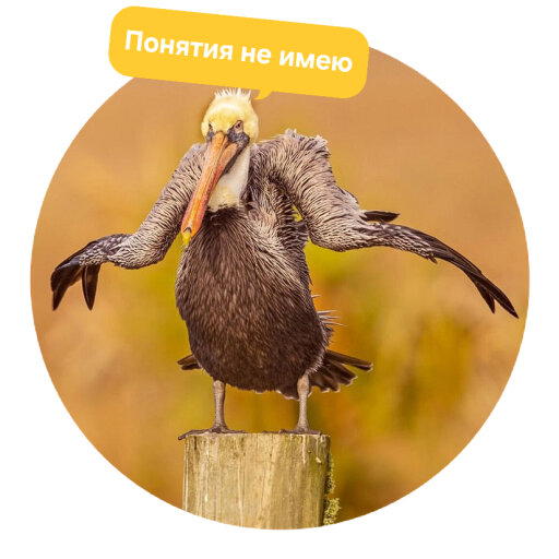 Стикеры с Comedy wildlife awards