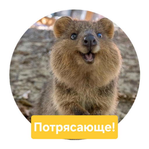 Стикеры с Comedy wildlife awards