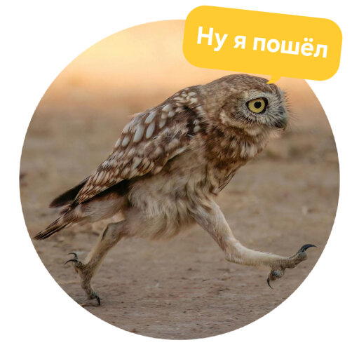 Стикеры с Comedy wildlife awards
