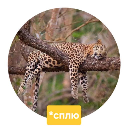 Стикеры с Comedy wildlife awards