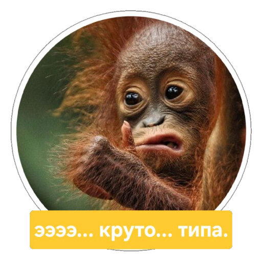 Стикеры с Comedy wildlife awards