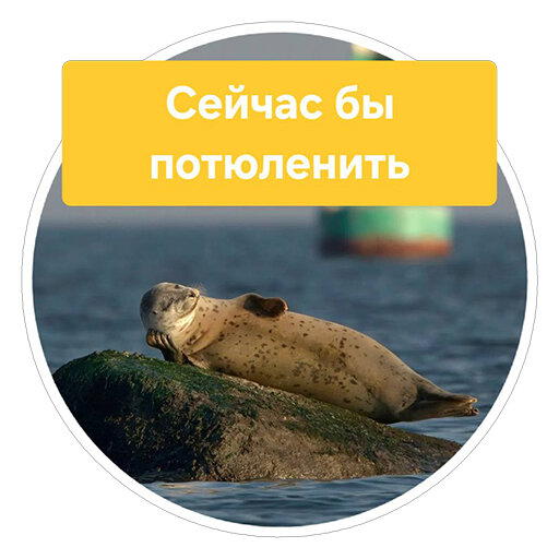 Стикеры с Comedy wildlife awards