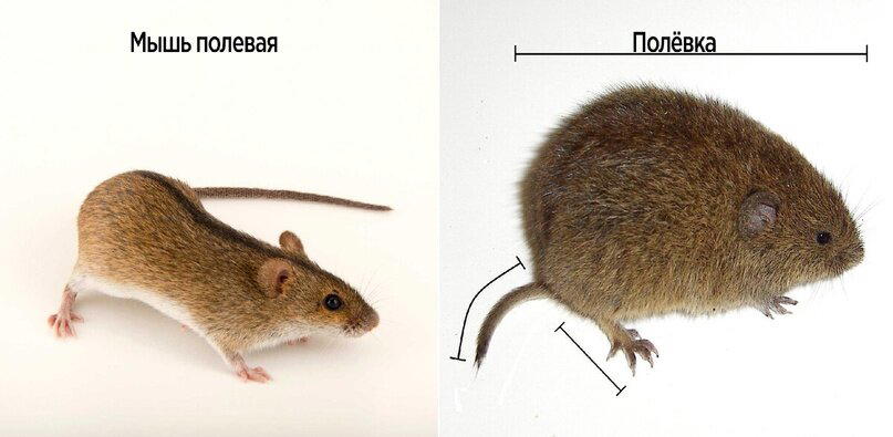 Судя по фотографиям, полёвка — это полевая мышь, которая совсем не следит за своей фигурой!