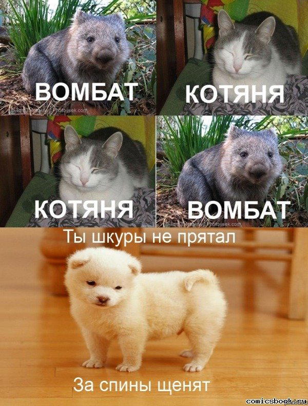 Вомбат/котяня