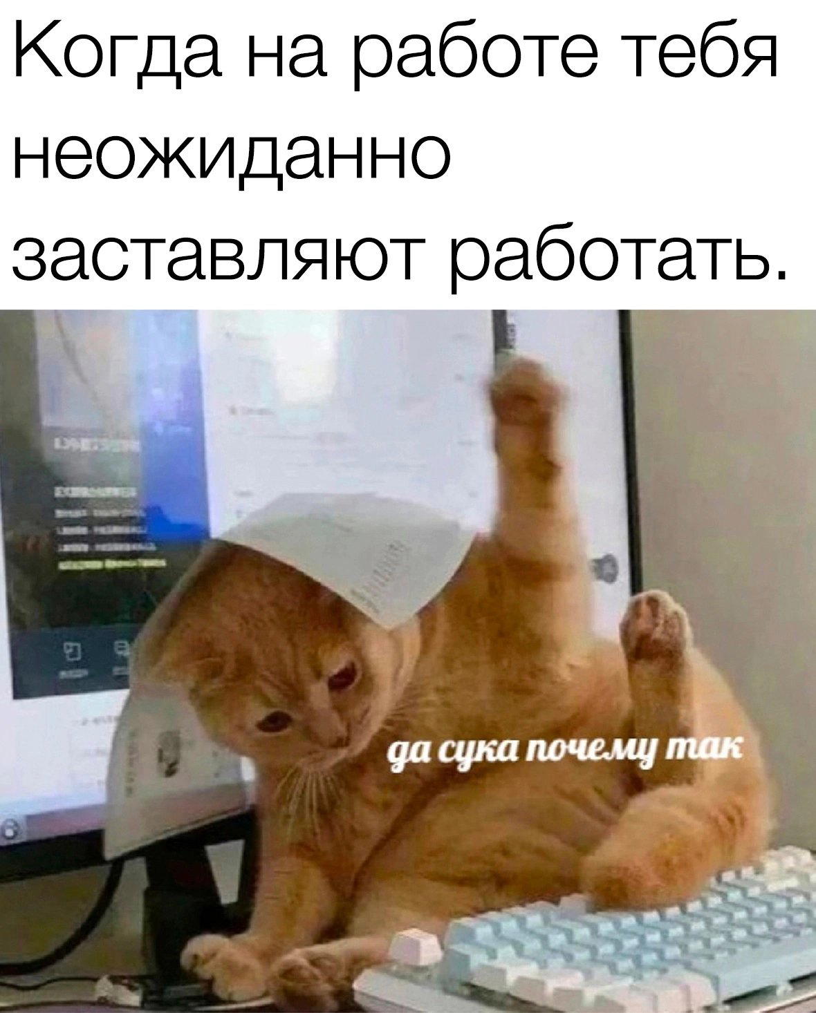 Вечернего вам котика в ленту