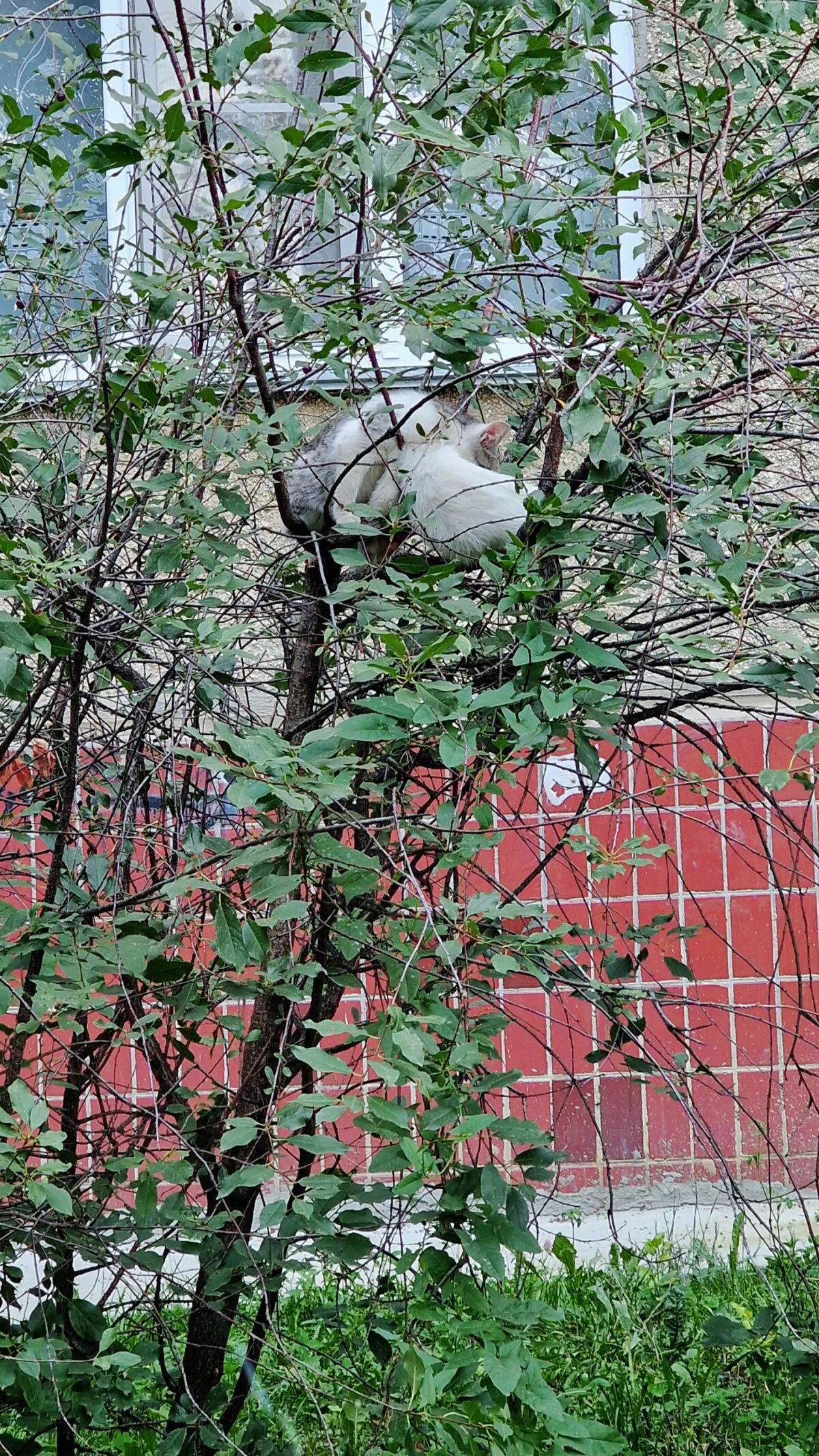 Гнездование по-кошачьи