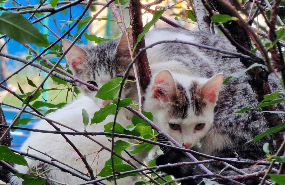Гнездование по-кошачьи