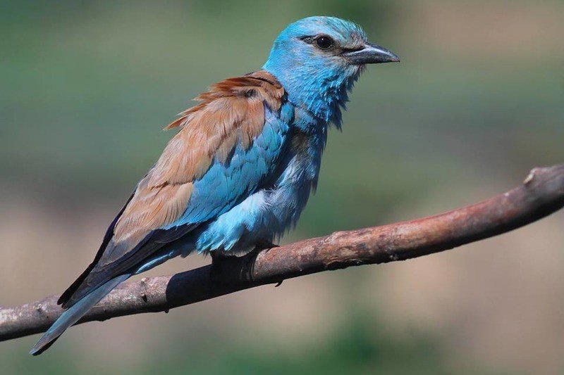 Красная книга России Сизоворонка Coracias Garrulus.