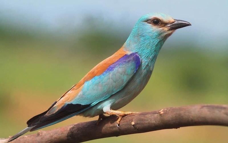 Красная книга России Сизоворонка Coracias Garrulus.