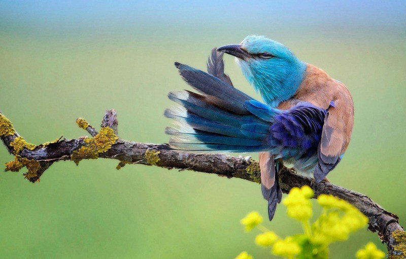 Красная книга России Сизоворонка Coracias Garrulus.