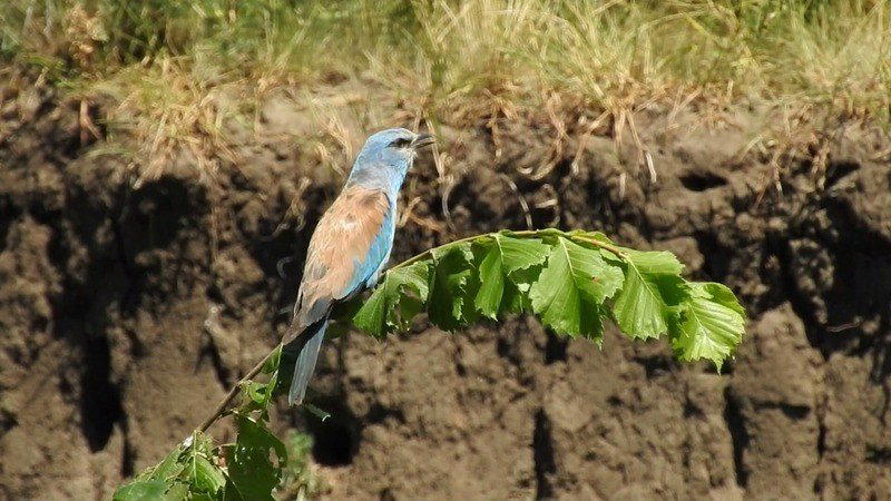 Красная книга России Сизоворонка Coracias Garrulus.