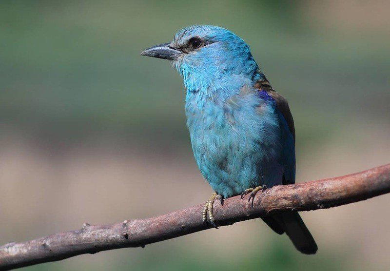 Красная книга России Сизоворонка Coracias Garrulus.