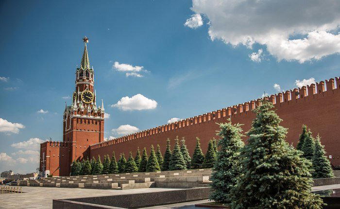 Интересные факты о ели