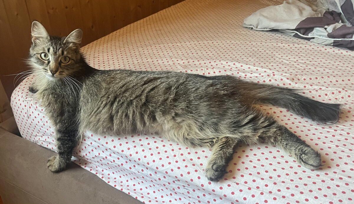 Котомодель