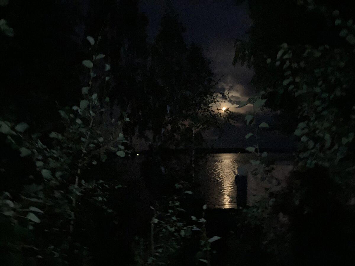 Ночь. Луна. Кусты