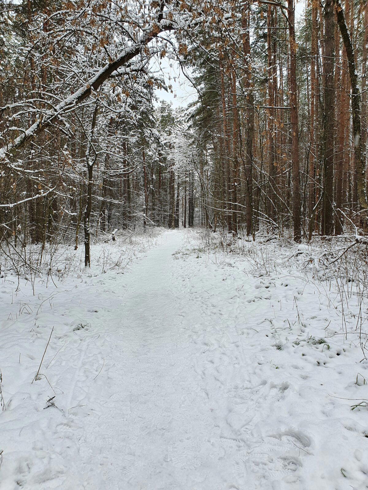 Когда в последний раз в зимнем лесу были?