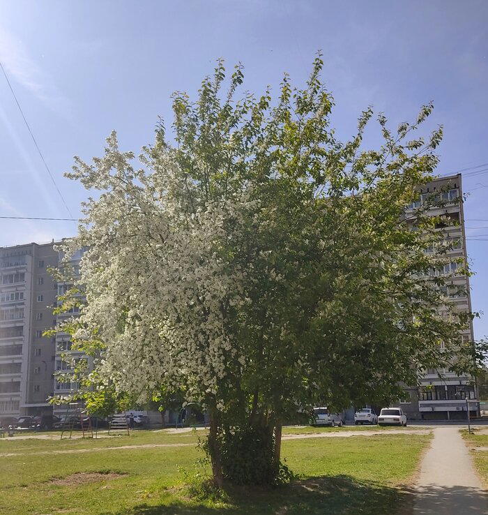 Немного яблонь в ленту не помешает