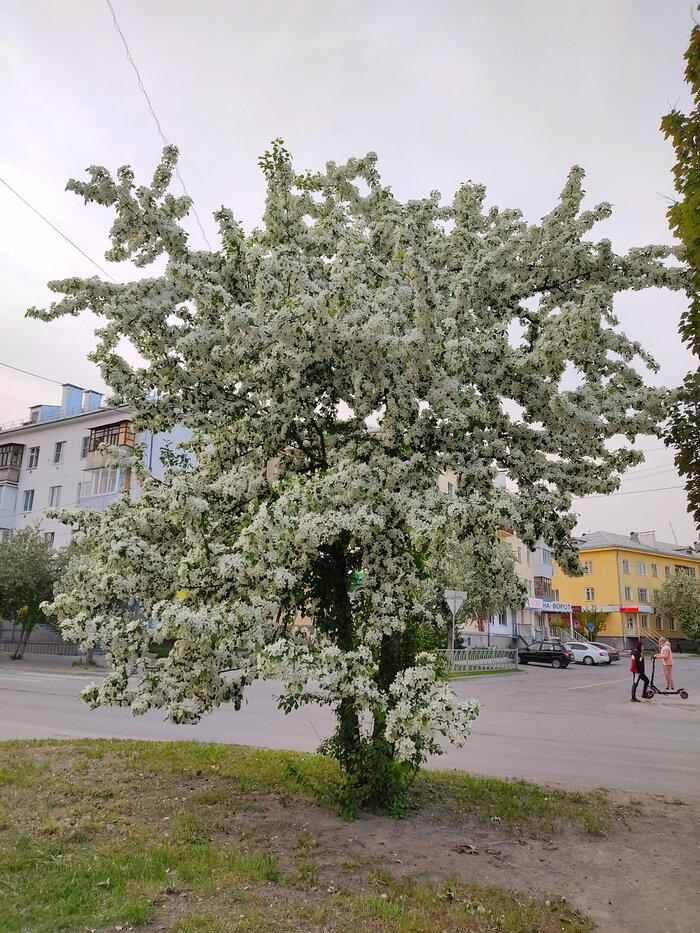 Немного яблонь в ленту не помешает