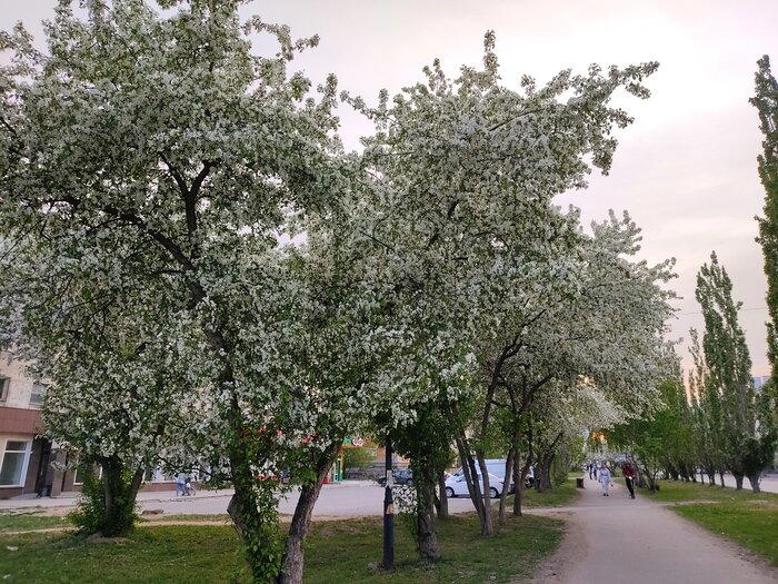 Немного яблонь в ленту не помешает