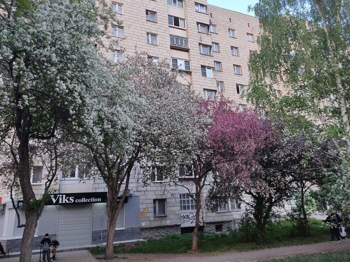 Немного яблонь в ленту не помешает