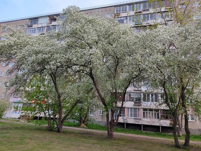 Немного яблонь в ленту не помешает