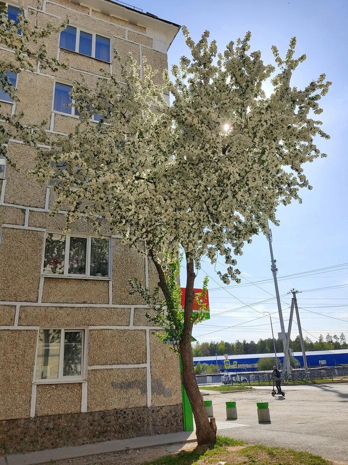 Немного яблонь в ленту не помешает