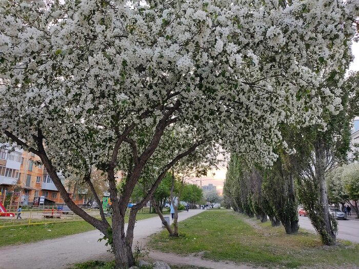Немного яблонь в ленту не помешает
