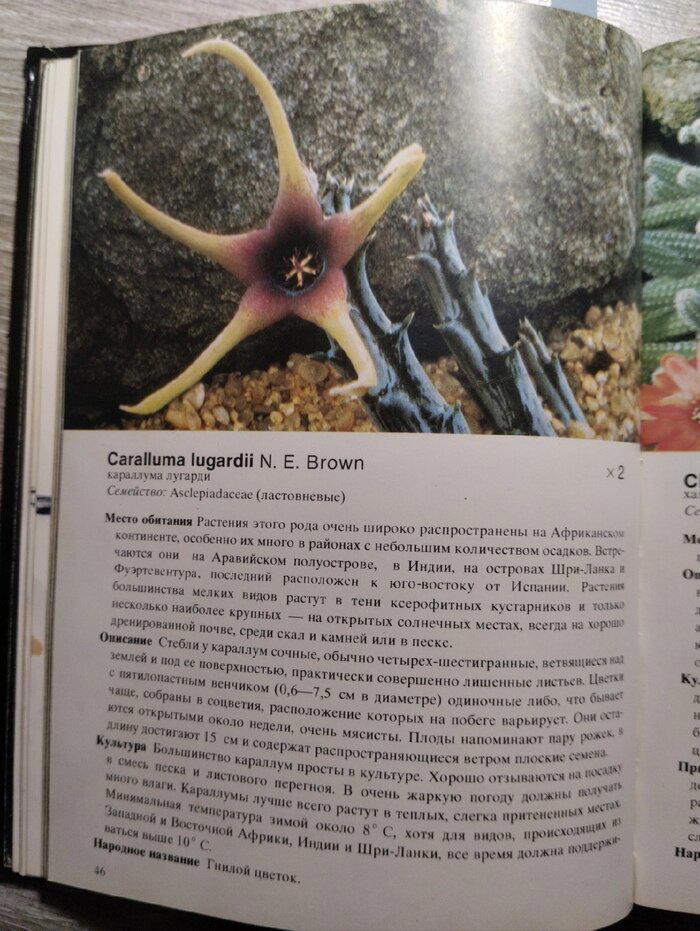 Книга №1 Э.Лэм Б.Лэм "Кактусы"
