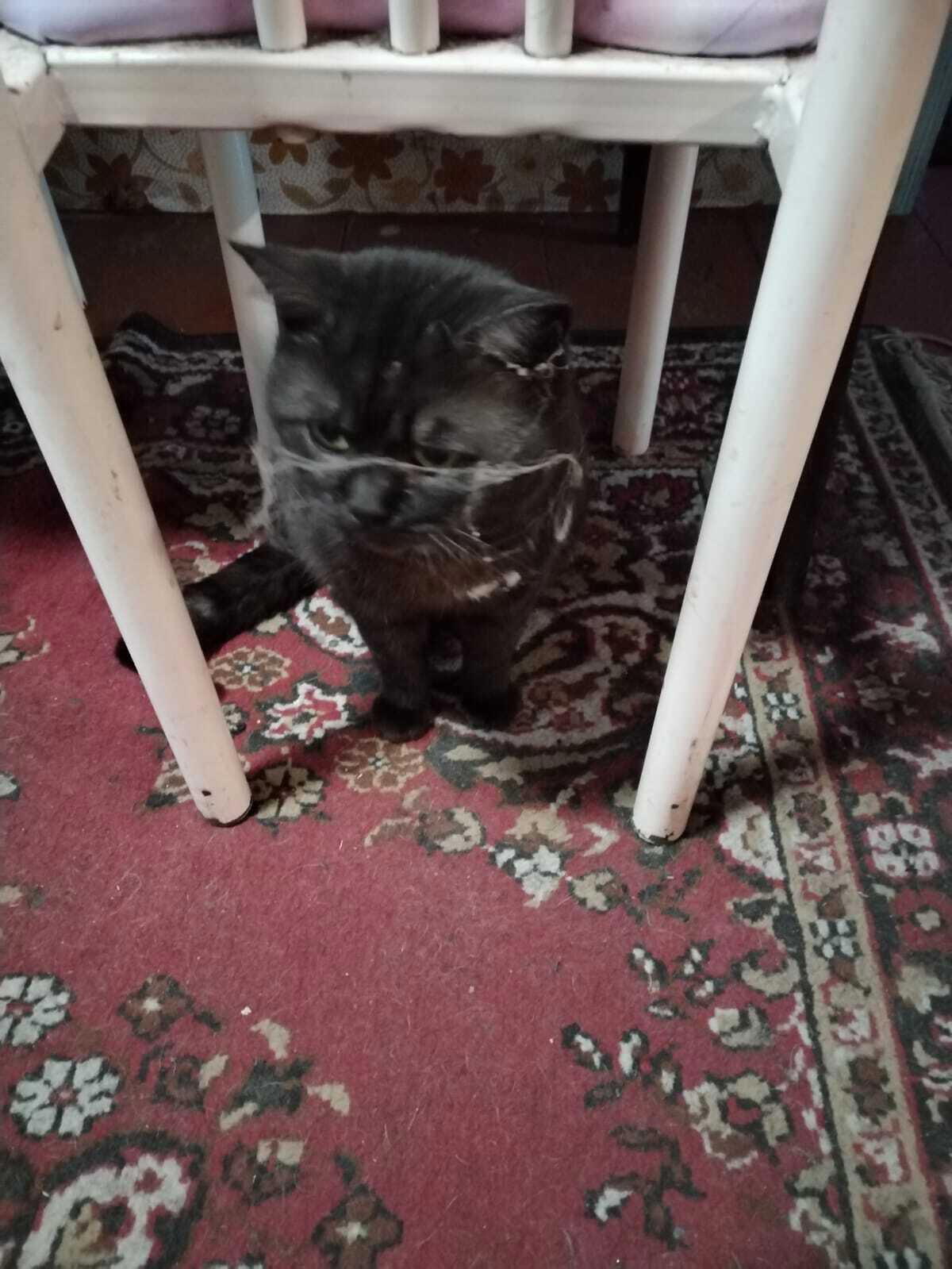 Коть