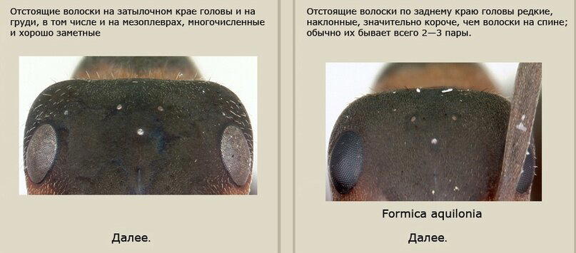 А вы думали, я тут шутки шучу? Скриншот из онлайн-определителя муравьёв.