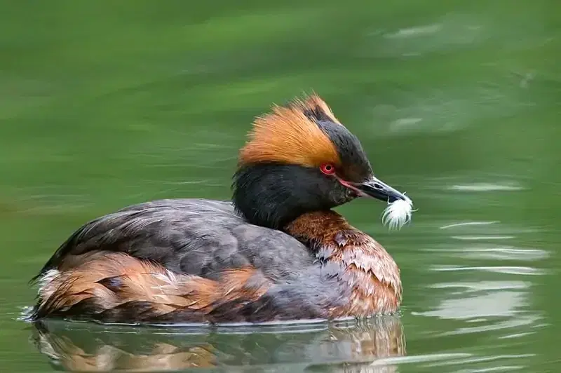 Красношейная Поганка Podiceps Auritus - животное из Красной книги России