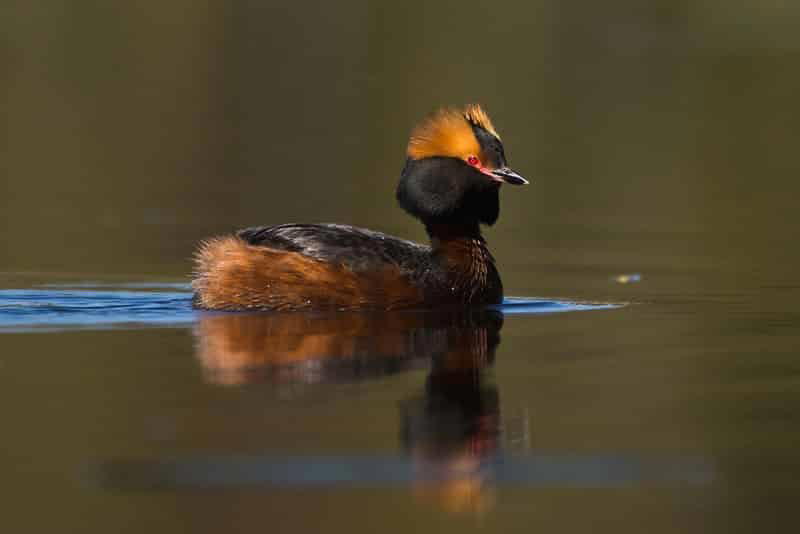 Красношейная Поганка Podiceps Auritus - животное из Красной книги России
