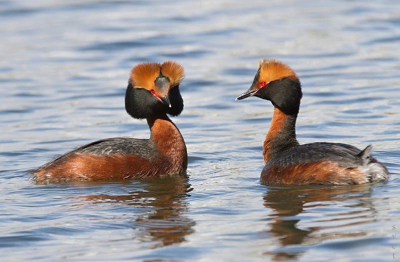 Красношейная Поганка Podiceps Auritus - животное из Красной книги России