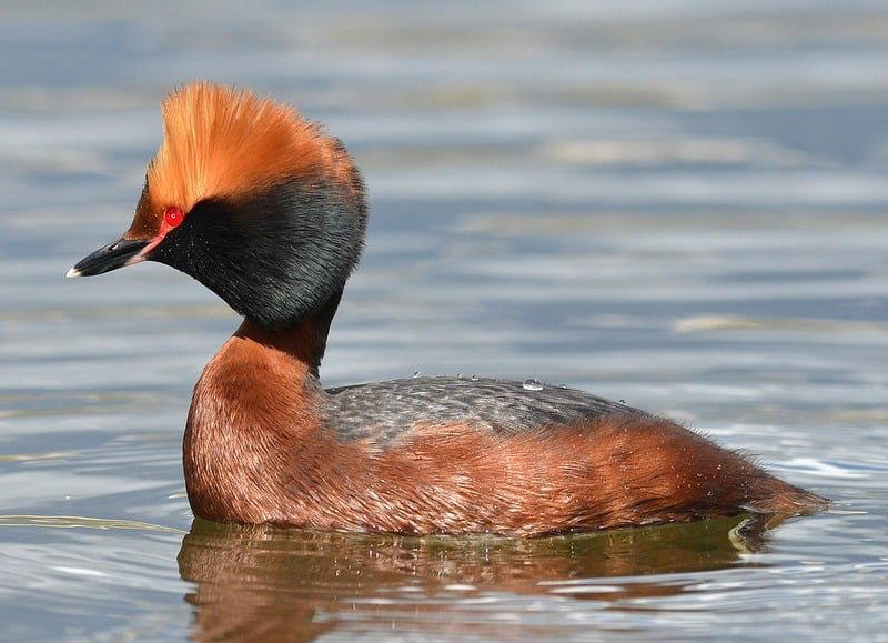 Красношейная Поганка Podiceps Auritus - животное из Красной книги России