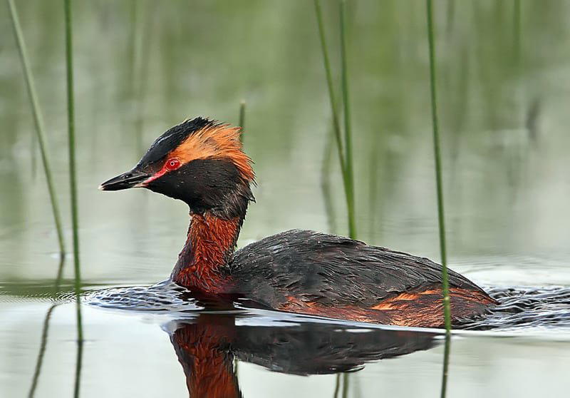 Красношейная Поганка Podiceps Auritus - животное из Красной книги России