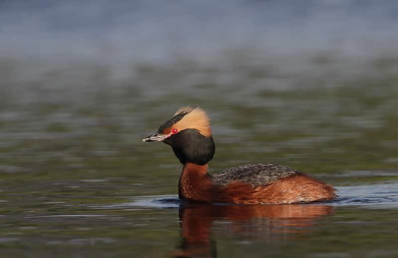 Красношейная Поганка Podiceps Auritus - животное из Красной книги России