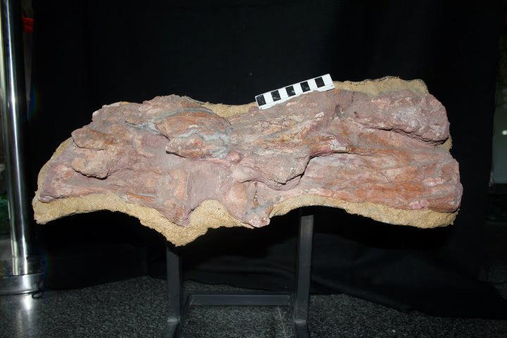 Окаменелость нижней челюсти и двух позвонков Mamenchisaurus sinocanadorum. Фото: Trustees of the Natural History Museum.