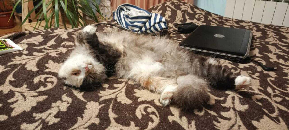 Кошка Соня
