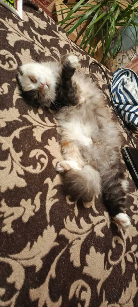 Кошка Соня