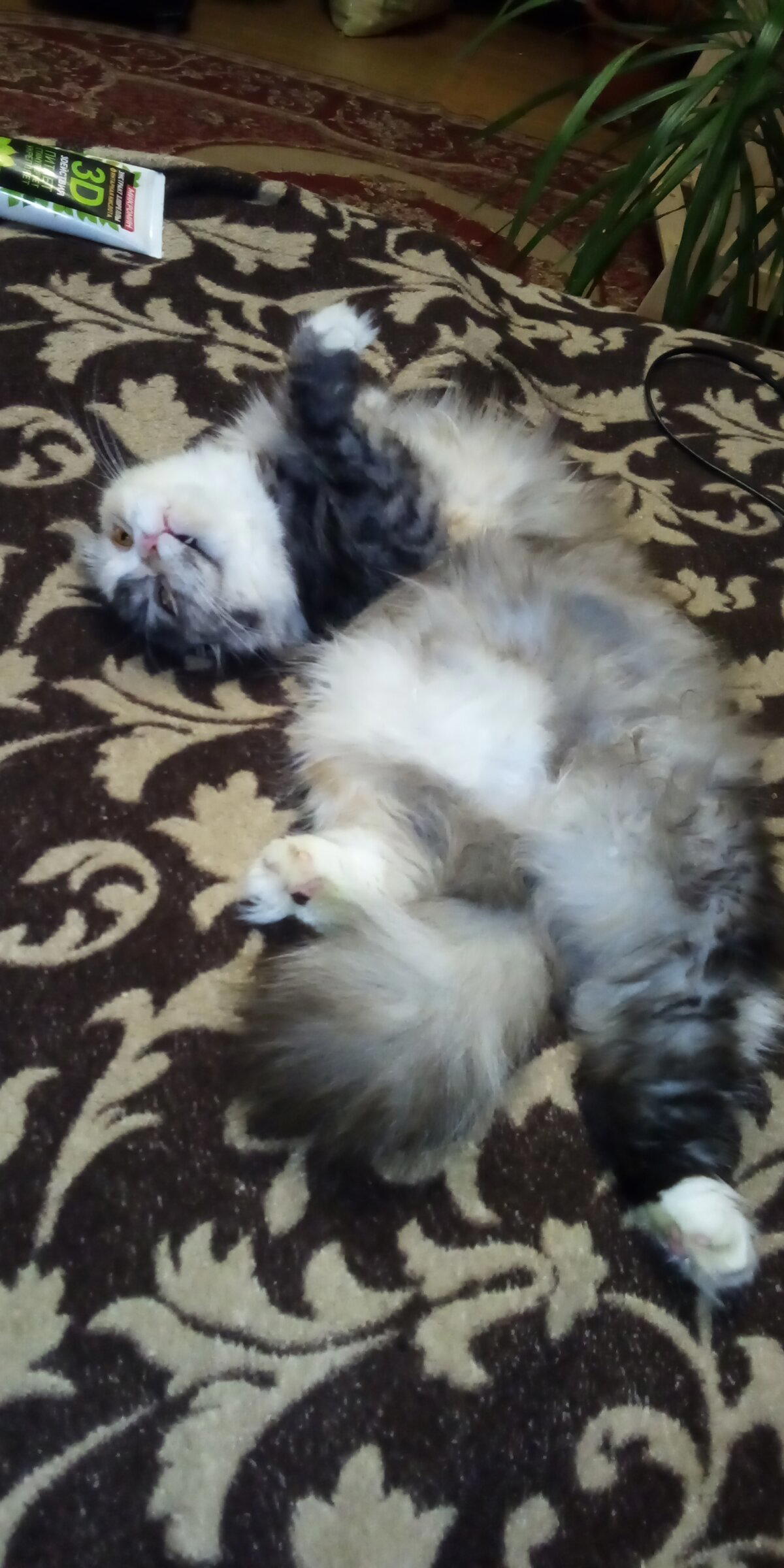 Кошка Соня