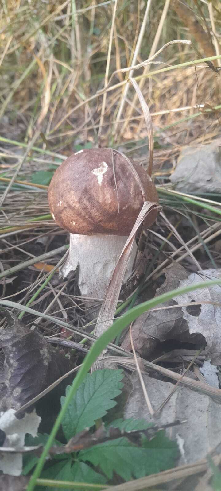 Последние грибы ноября