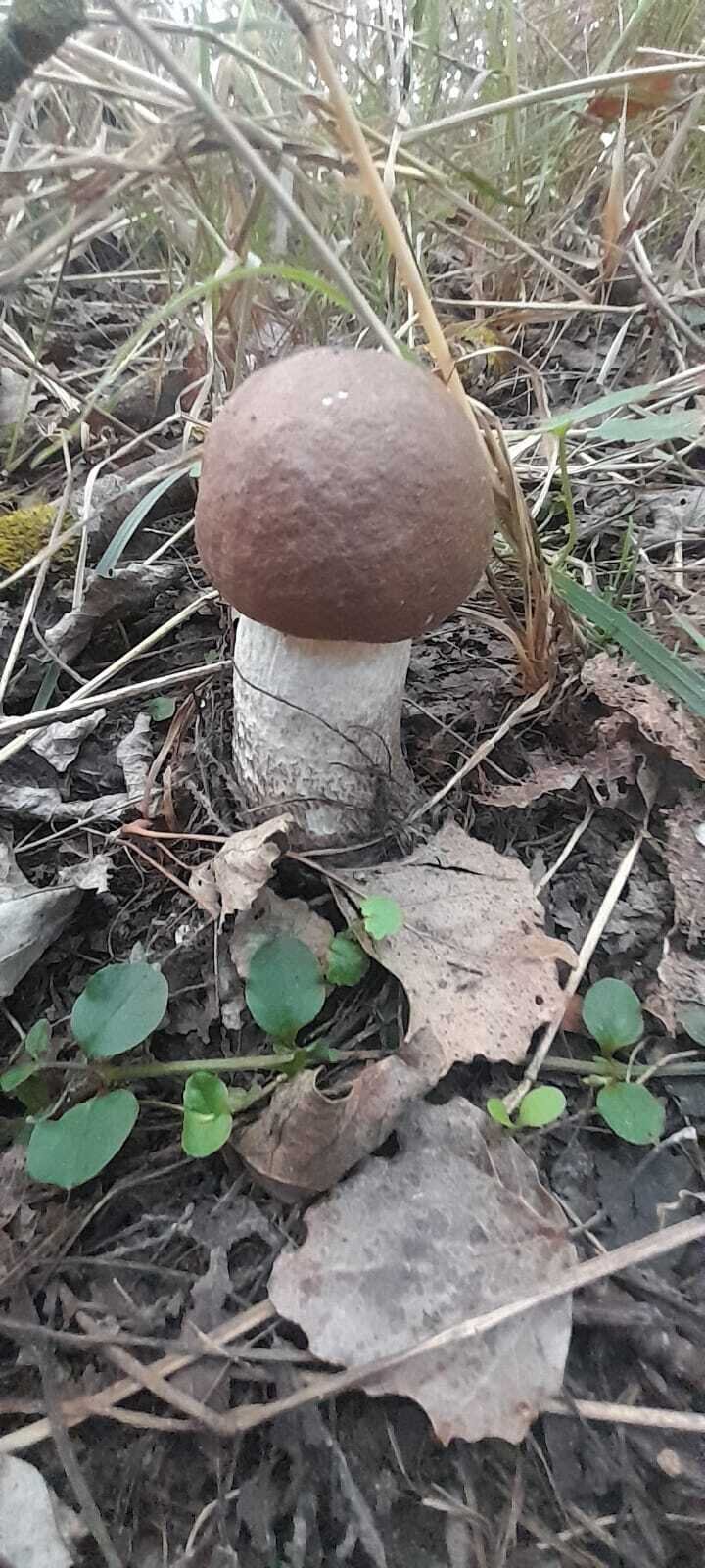 Последние грибы ноября