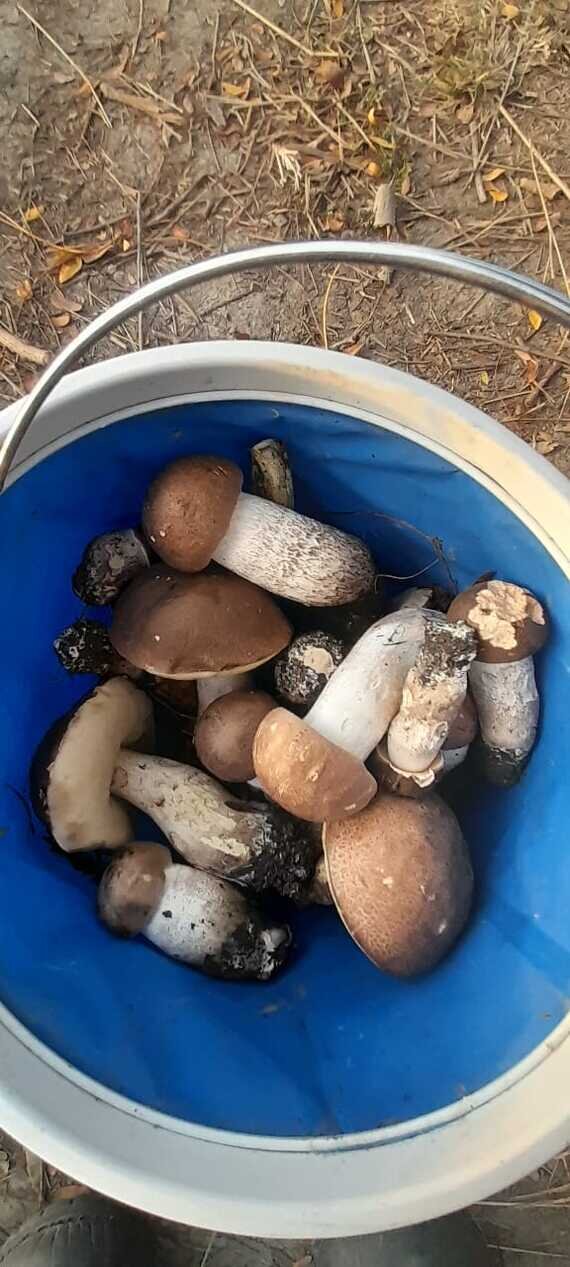 Последние грибы ноября