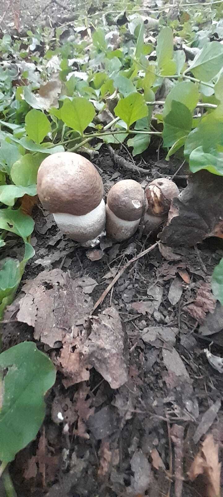 Последние грибы ноября