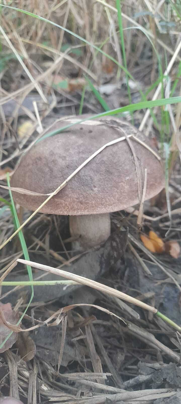 Последние грибы ноября